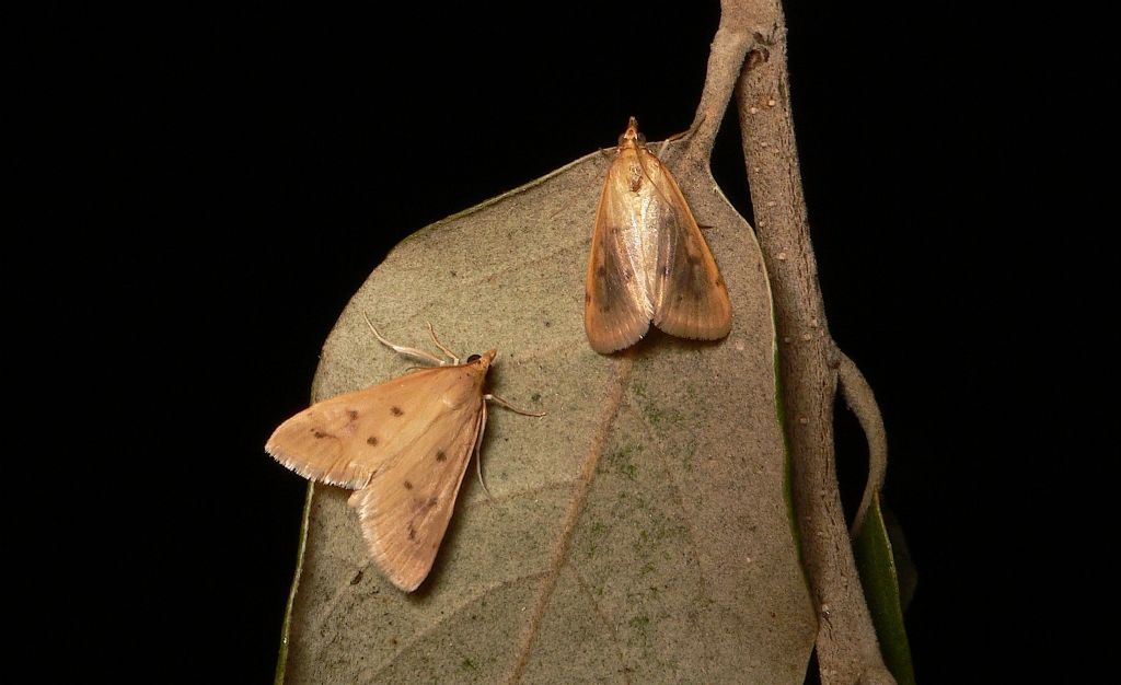 Achyra nudalis